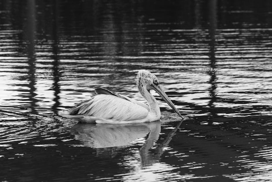 港人移民的文化意義與影響